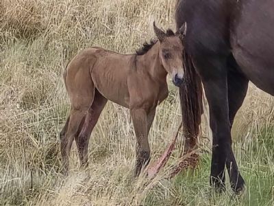 Z Deceased Foal